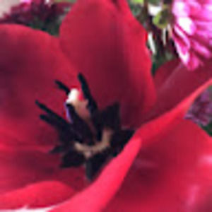 Meet your Posher, Cristina